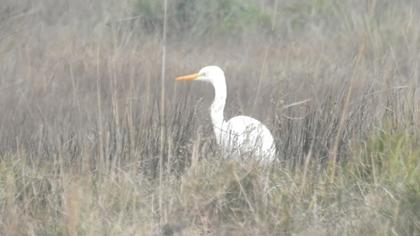 Great Egret