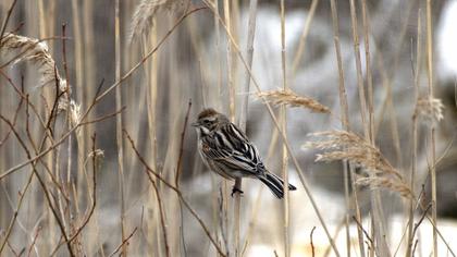 Bataklık Kirazkuşu