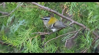 Sürmeli çalıkuşu