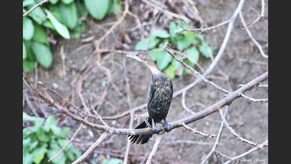 Pygmy Cormorant