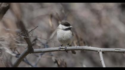 Akyanaklı baştankara