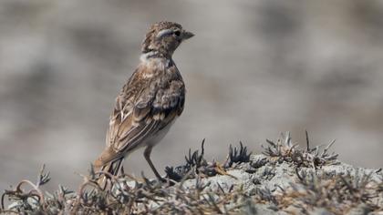 Türkistan çorak toygarı