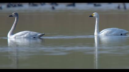 Tundra Swan