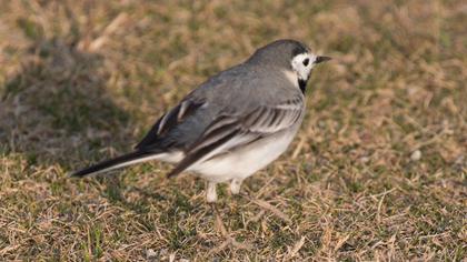 White Wagtail