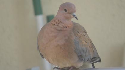 Laughing Dove