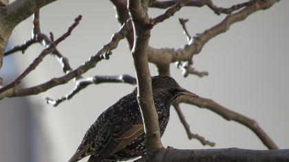 Common Starling