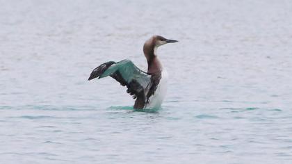 Black-throated Loon