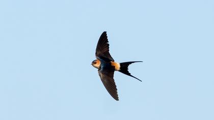 Kızıl kırlangıç