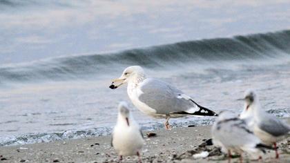 Kuzey gümüş martı