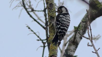 Lesser Spotted Woodpecker
