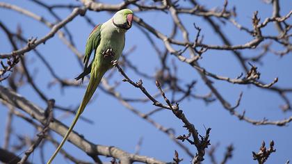 İskender papağanı