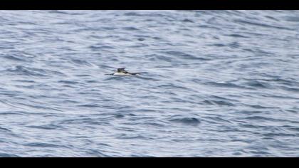 Karagerdanlı dalgıç