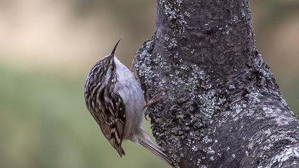Bahçe tırmaşıkkuşu