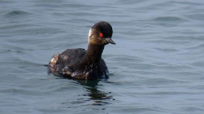 Karaboyunlu batağan