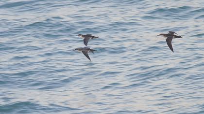 Yelkouan Shearwater