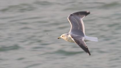 Küçük gümüş martı