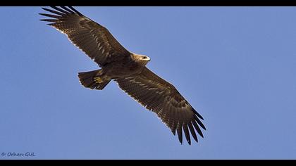 Küçük orman kartalı