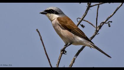 Kızılsırtlı örümcekkuşu