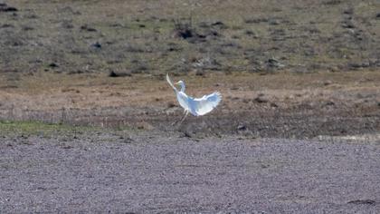 Büyük ak balıkçıl