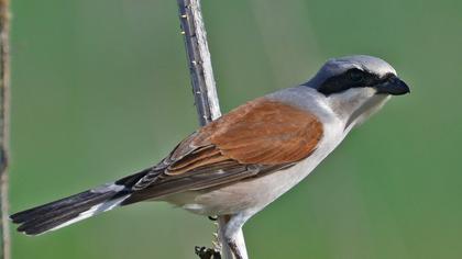 Kızılsırtlı örümcekkuşu