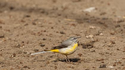 Dağ kuyruksallayanı
