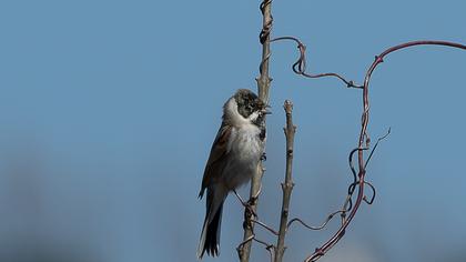 Bataklık Kirazkuşu