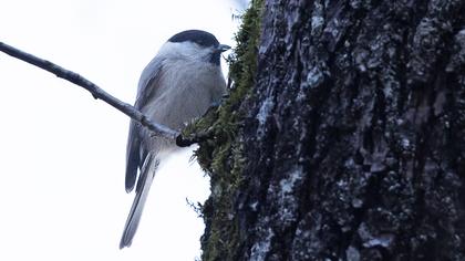Kayın baştankarası