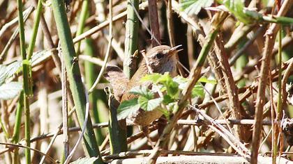 Eurasian Wren