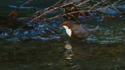 White-throated Dipper