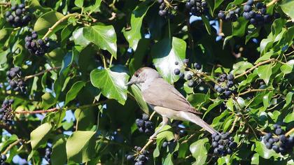 Eurasian Blackcap
