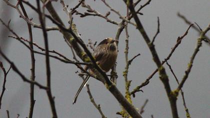 Uzunkuyruklu baştankara