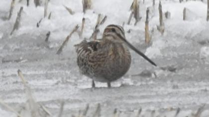 Common Snipe