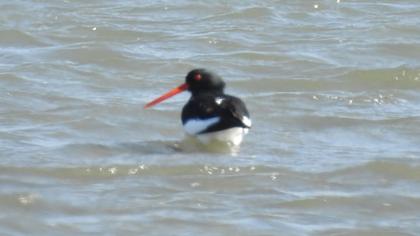Eurasian Oystercatcher