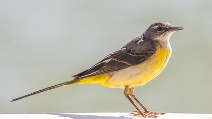 Dağ kuyruksallayanı