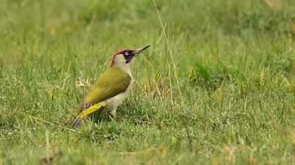 European Green Woodpecker