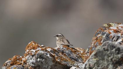 Sürmeli dağbülbülü