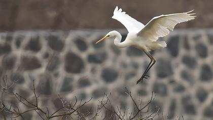 Büyük ak balıkçıl