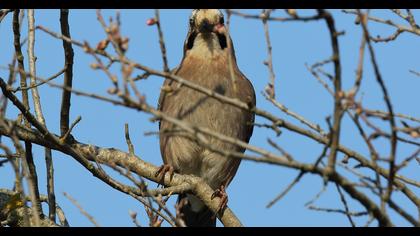 Eurasian Jay