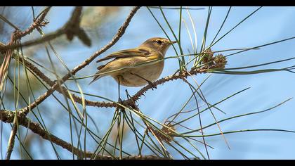 Common Chiffchaff