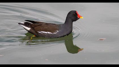 Common Moorhen
