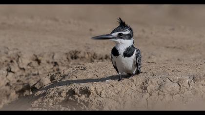 Pied Kingfisher