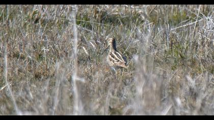 Common Snipe