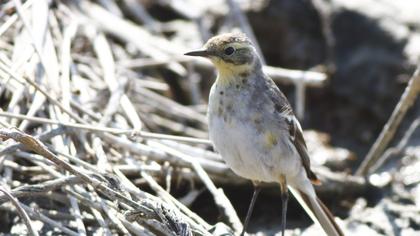 Sarıbaşlı kuyruksallayan