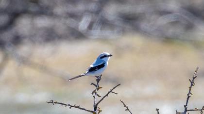 Büyük örümcekkuşu
