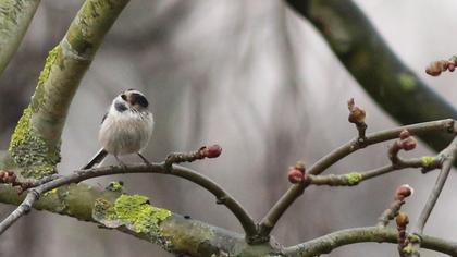 Uzunkuyruklu baştankara