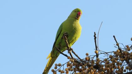 Rose-ringed Parakeet