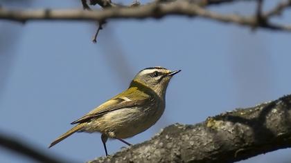Sürmeli çalıkuşu