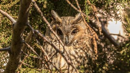 Kulaklı orman baykuşu
