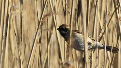 Bataklık Kirazkuşu