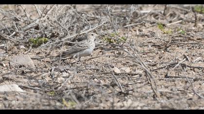 Türkistan çorak toygarı